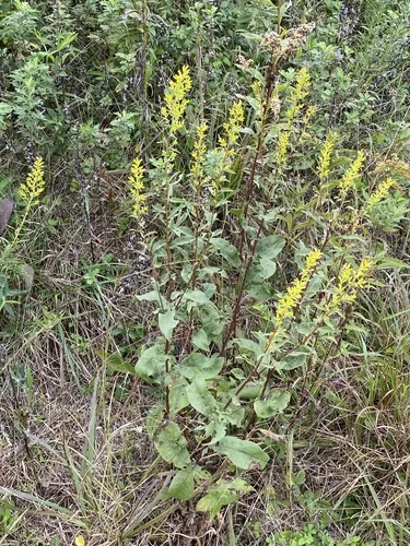 Showy Goldenrod (Solidago speciosa), photograph