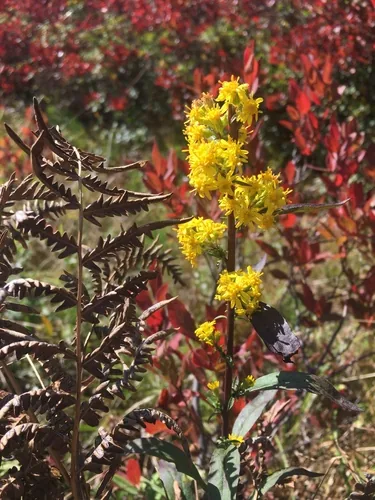 Photo: (c) Sean Grasing, some rights reserved · CC BY · via iNaturalist showy goldenrod (Solidago speciosa), photograph