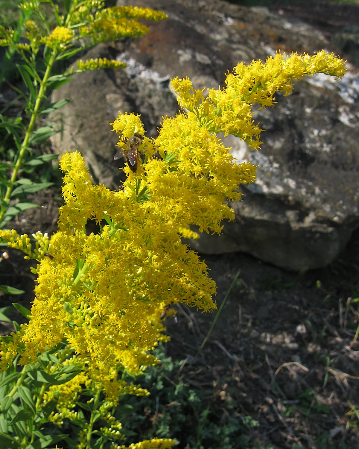 Photo: Cbaile19, CC0 (public-domain dedication), via Wikimedia Commons · CC0 · via Wikimedia Commons Goldenrod (Solidago spp.), photograph