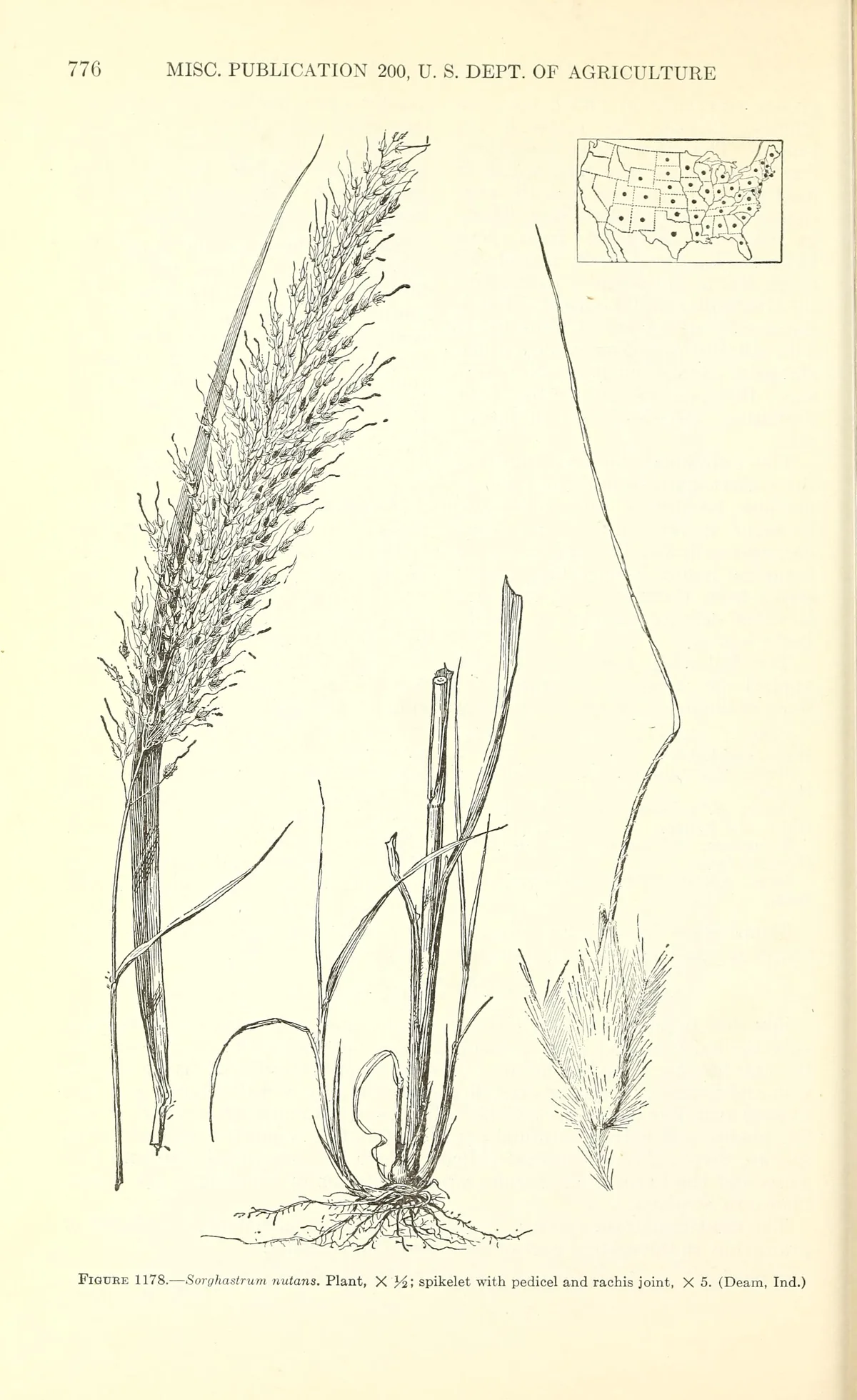Indian Grass (Sorghastrum nutans), botanical illustration