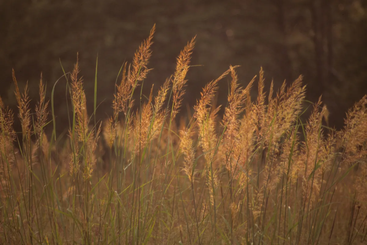 Indian Grass (Sorghastrum nutans), photograph