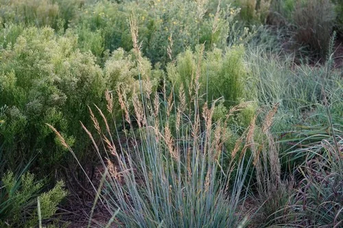 Photo: no rights reserved · CC0 · via iNaturalist Indian grass (Sorghastrum nutans), photograph