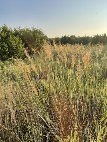 Indian Grass (Sorghastrum nutans), photograph