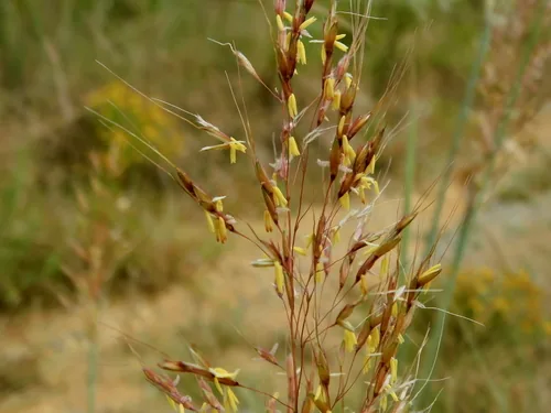 Photo: (c) Michael J. Papay, some rights reserved (CC BY) · cc-by · via iNaturalist Indian Grass (Sorghastrum nutans), photograph