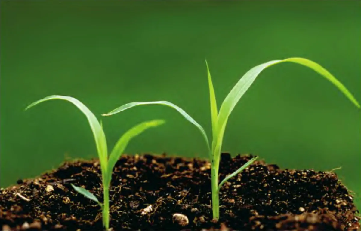 Grain Sorghum (Sorghum bicolor), photograph