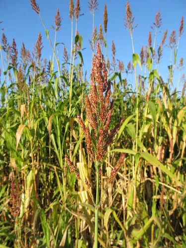 grain sorghum (Sorghum bicolor), photograph