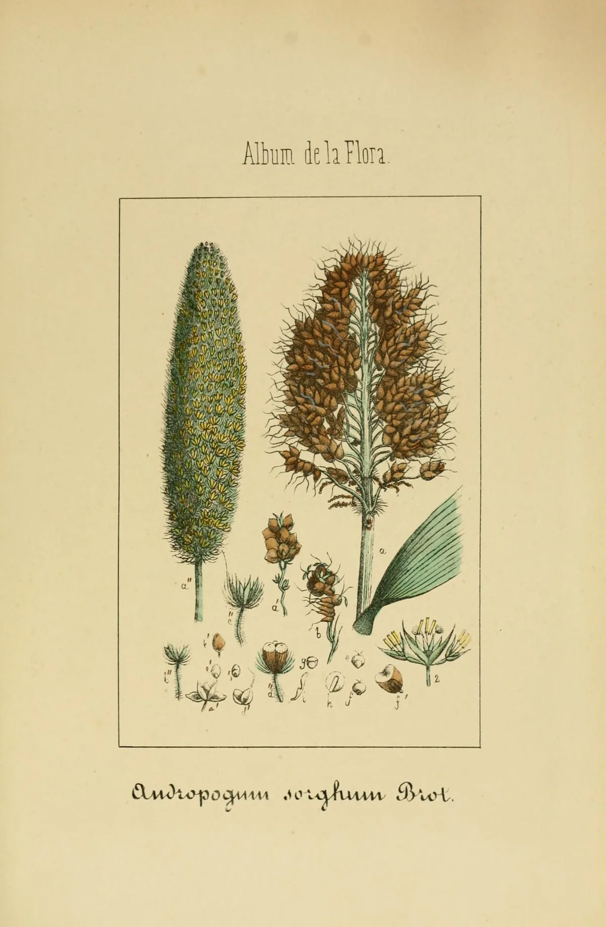 Grain Sorghum (Sorghum bicolor), botanical illustration