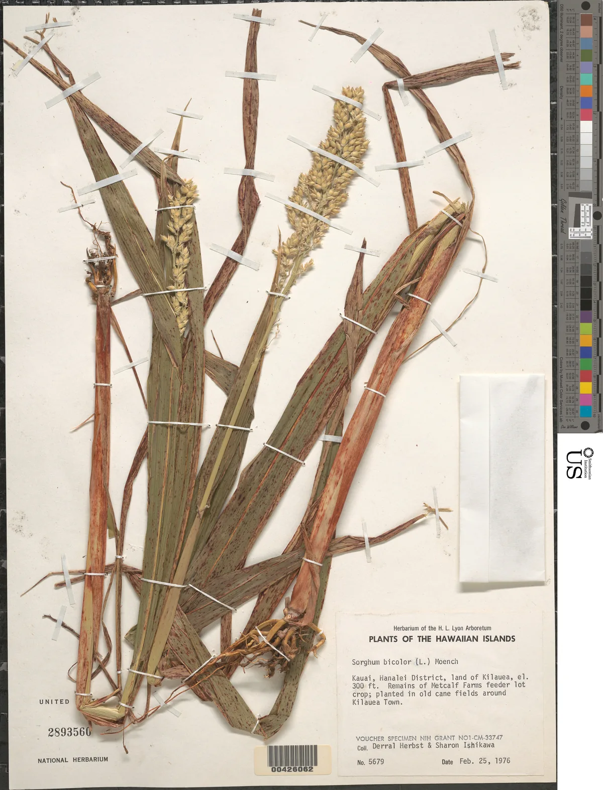 Grain Sorghum (Sorghum bicolor), photograph