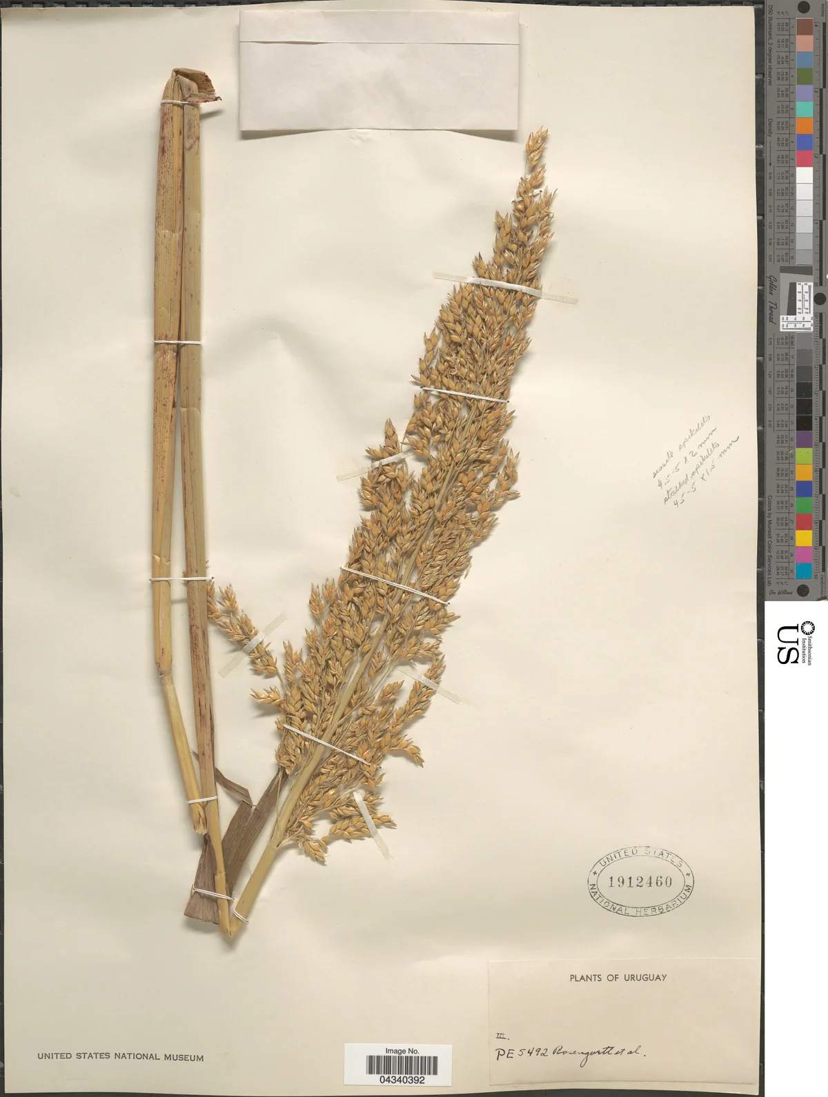 Sorghum Sudan (Sorghum × drummondii), photograph