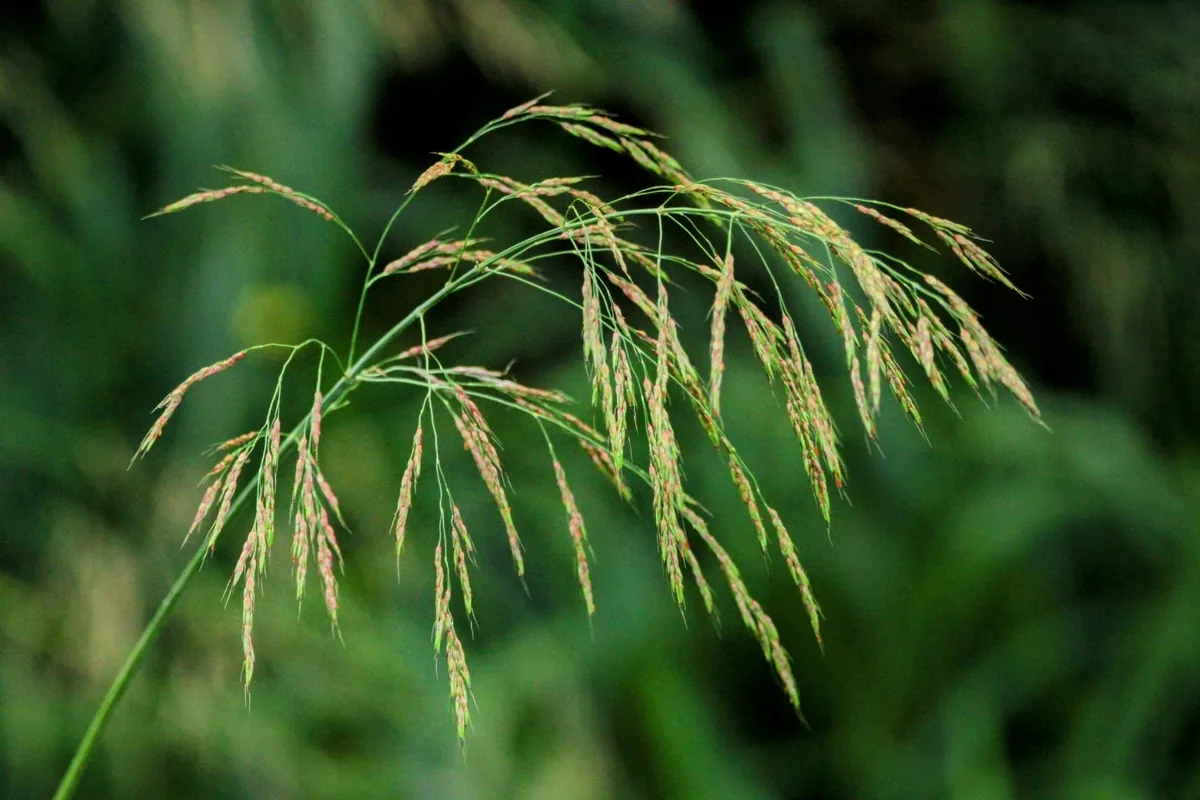 Photo: Damien Wallace, via iNaturalist · CC BY · via GBIF sorghum-sudan (Sorghum × drummondii), photograph
