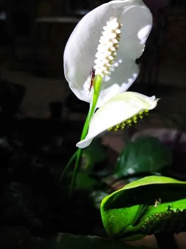 Photo: (c) Diogo Luiz, some rights reserved (CC BY) · cc-by · via iNaturalist Peace Lily (Spathiphyllum wallisii), photograph