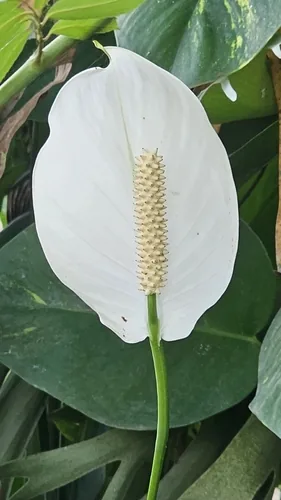 peace lily (Spathiphyllum wallisii), photograph