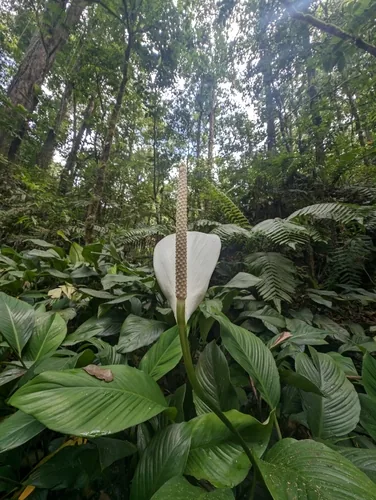 Peace Lily (Spathiphyllum wallisii), photograph