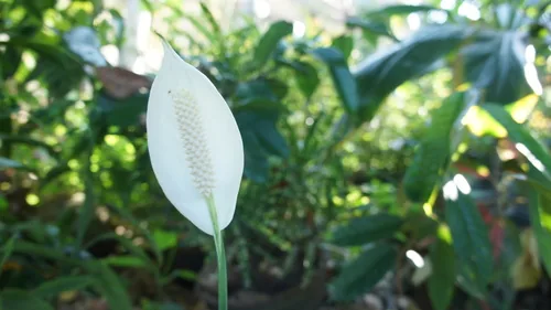 Peace Lily (Spathiphyllum wallisii), photograph