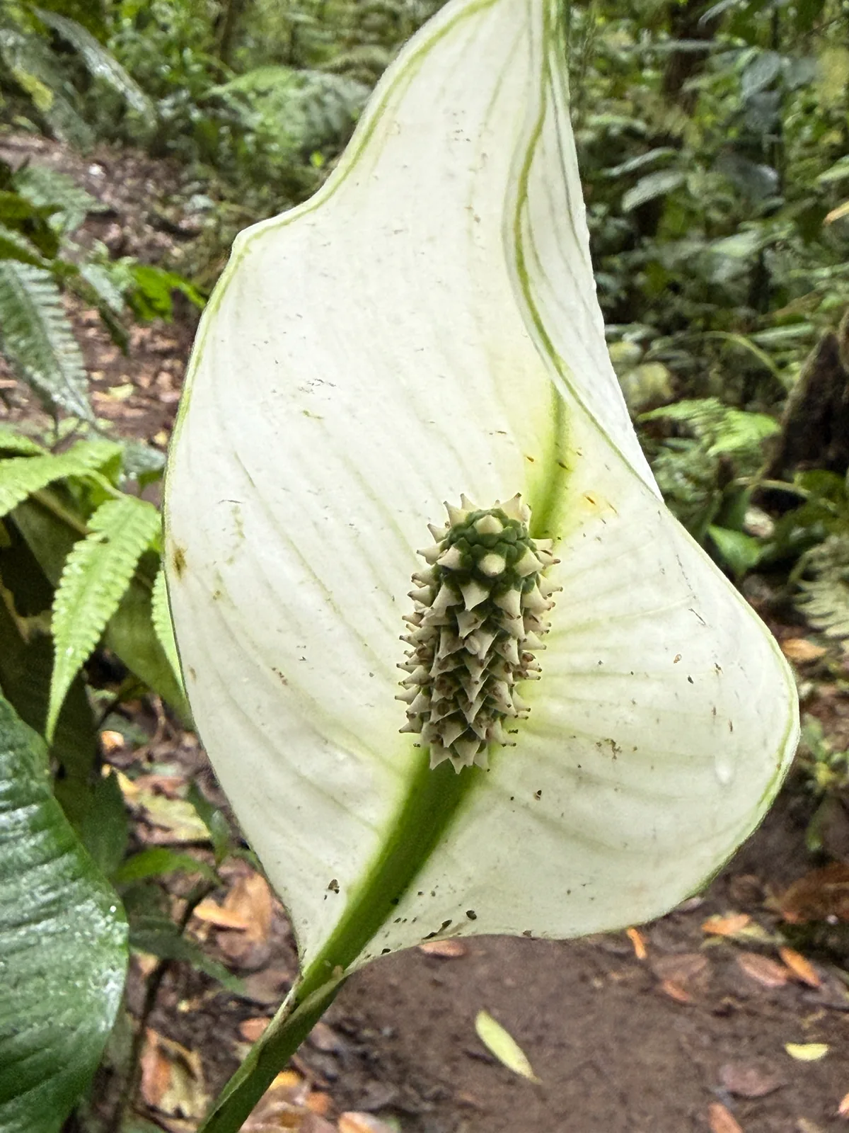Peace Lily (Spathiphyllum wallisii), photograph