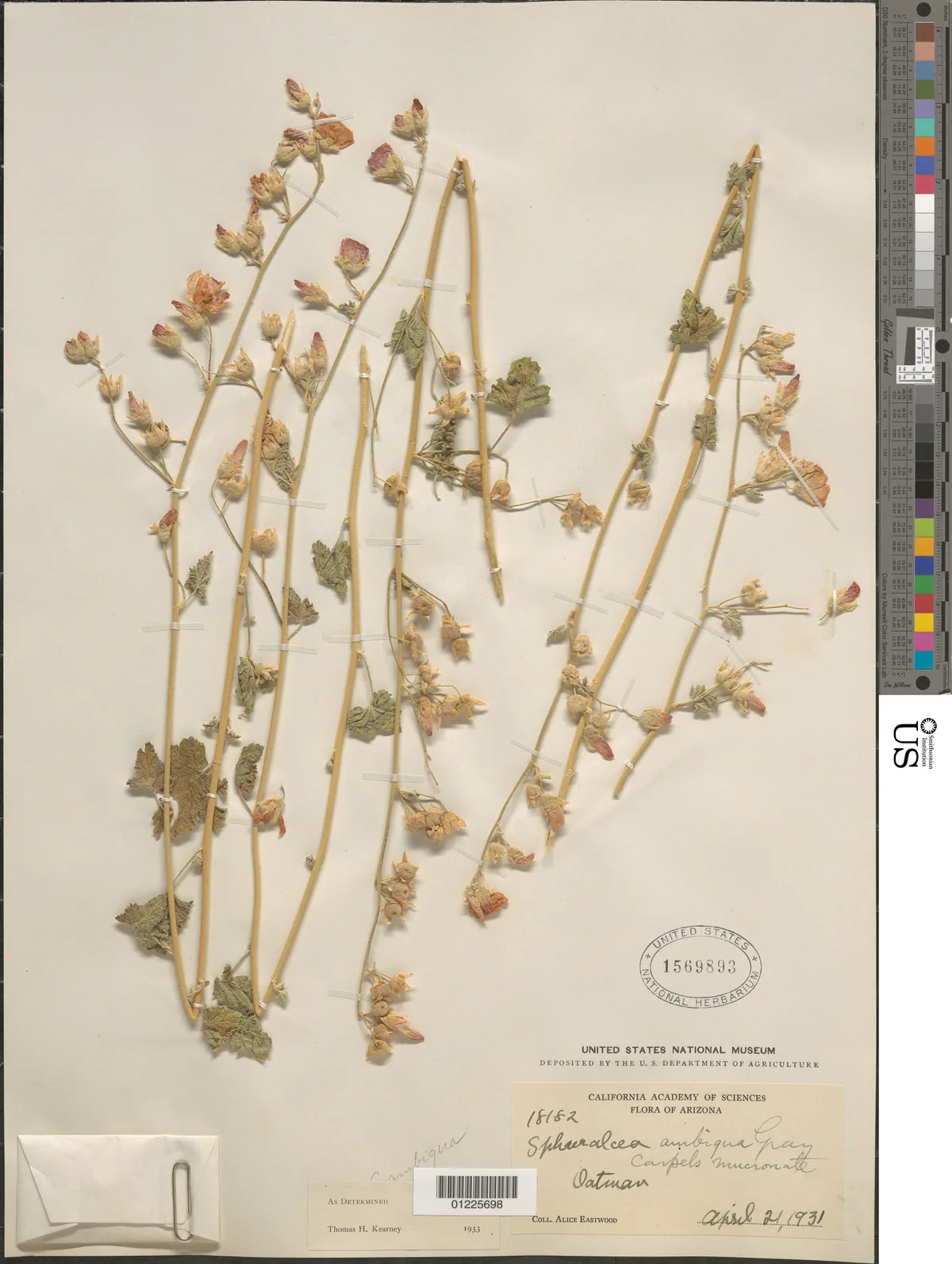 Globe Mallow (Sphaeralcea ambigua), photograph