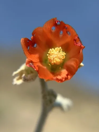 globe mallow (Sphaeralcea ambigua), photograph