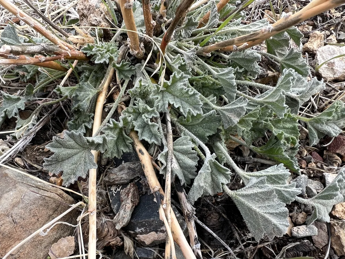 Globe Mallow (Sphaeralcea ambigua), photograph