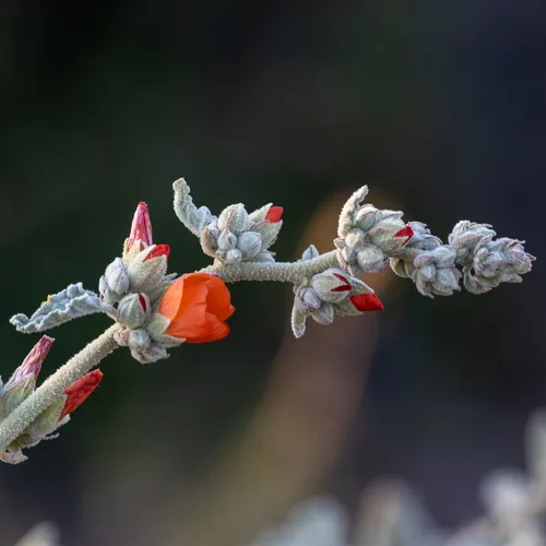 Globe Mallow (Sphaeralcea ambigua), photograph