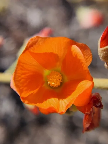Photo: (c) Cristhian Mace, some rights reserved (CC BY) · cc-by · via iNaturalist Globe Mallow (Sphaeralcea ambigua), photograph
