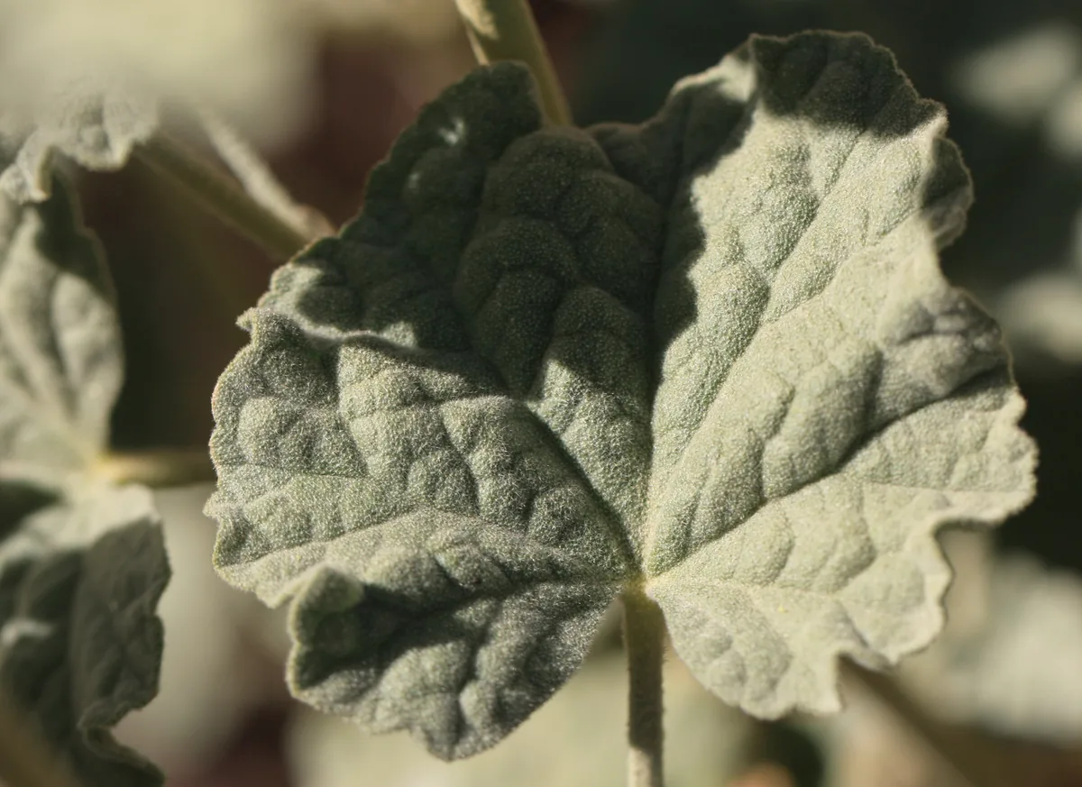 Globe Mallow (Sphaeralcea ambigua), photograph