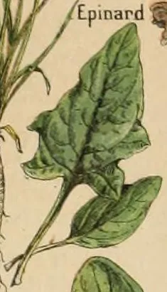 Illustration: Adolphe Millot · Public domain · via Wikimedia Spinach (Spinacia oleracea), botanical illustration