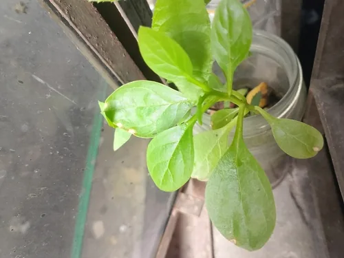 Spinach (Spinacia oleracea), photograph