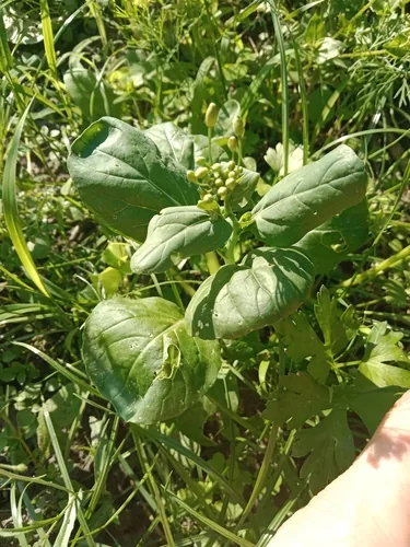 Spinach (Spinacia oleracea), photograph