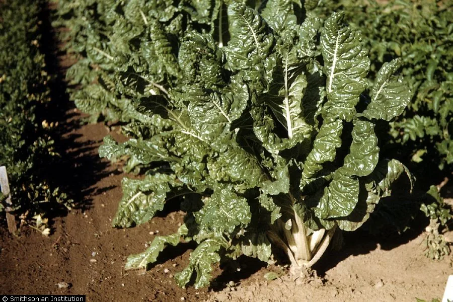 Spinach (Spinacia oleracea), photograph