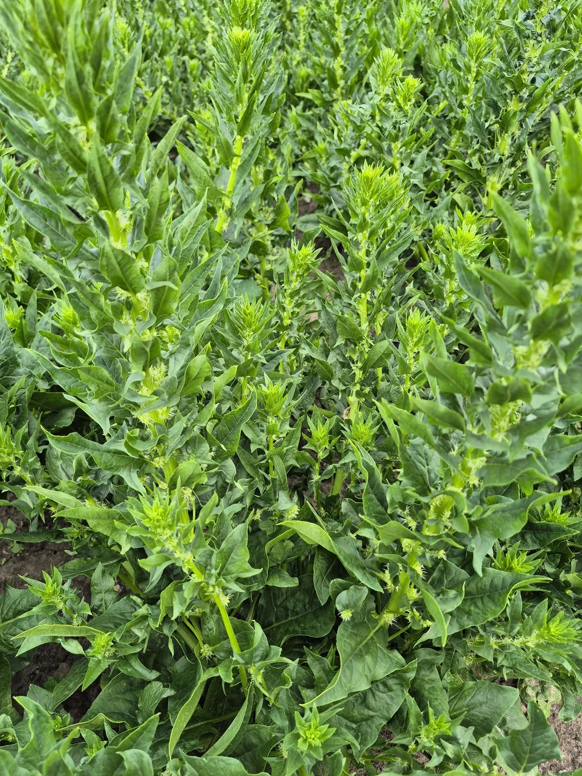 Spinach (Spinacia oleracea), photograph