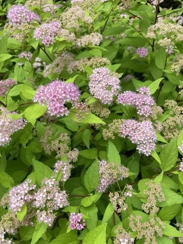 spirea (Spiraea japonica), photograph