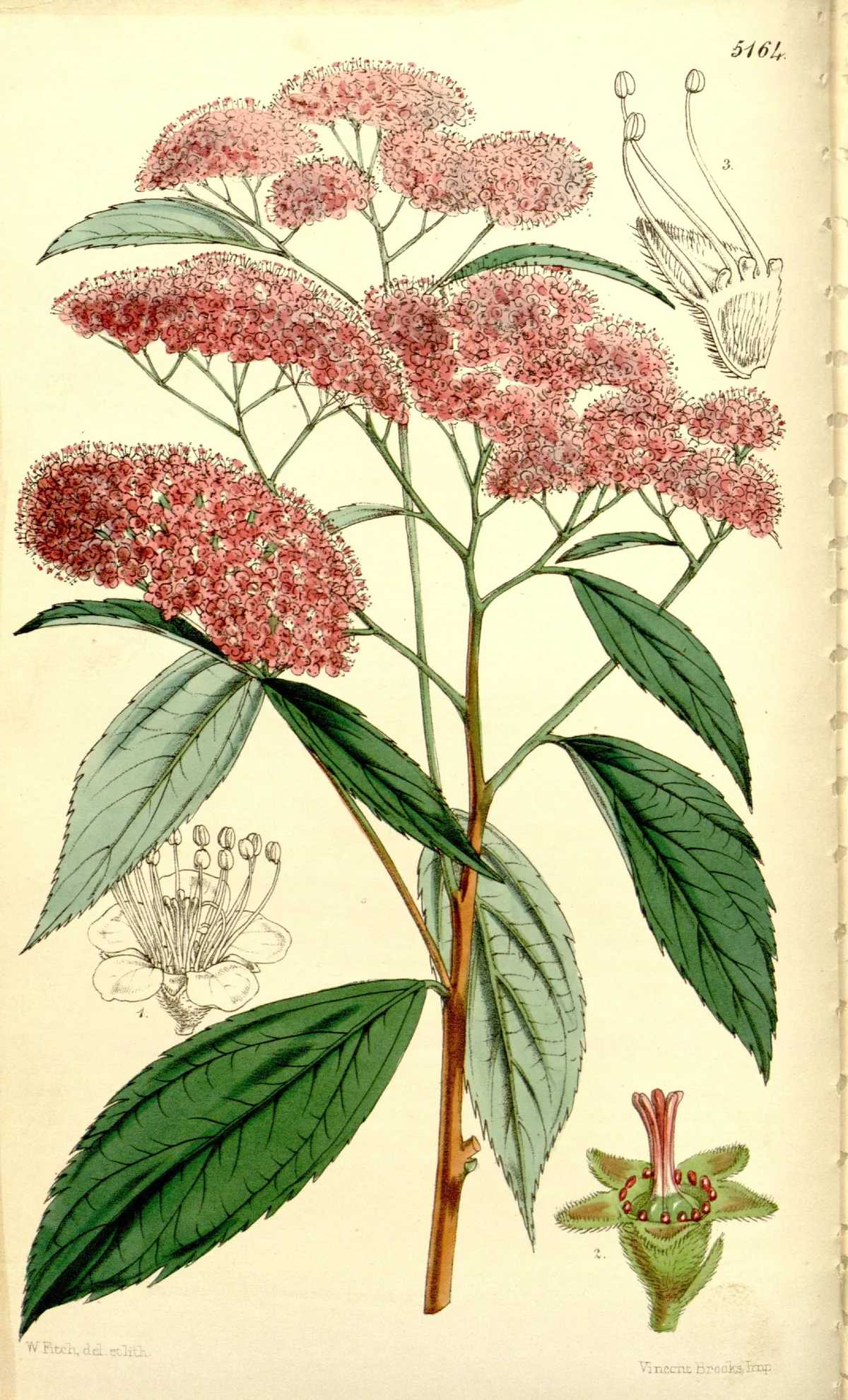 Illustration: Bentham-Moxon Trust.; Curtis, William; Curtis's botanical magazine dedications, 1827-1927 : portraits and biographical notes.; Royal Botanic Gardens, Kew.; Stanley Smith Horticultural Trust. · Public domain · via Wikimedia Commons spirea (Spiraea japonica), botanical illustration