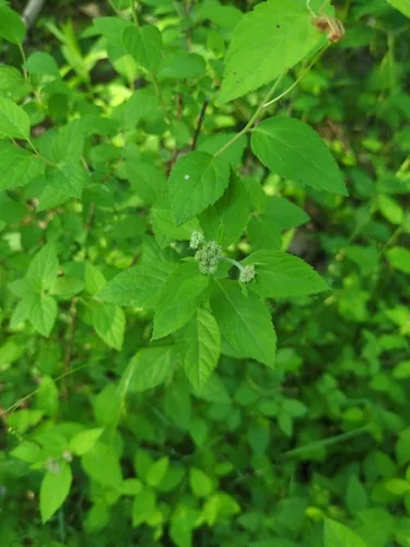 spirea (Spiraea japonica), photograph