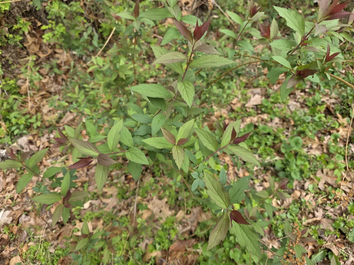 spirea (Spiraea japonica), photograph