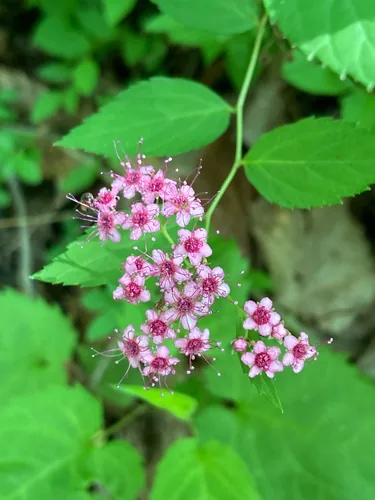 spirea (Spiraea japonica), photograph