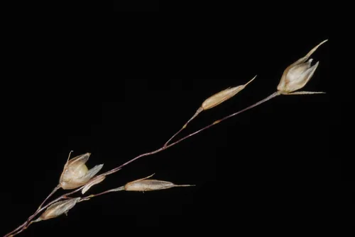 Photo: (c) Douglas Goldman, some rights reserved (CC BY-SA) · cc-by-sa · via iNaturalist Prairie Dropseed (Sporobolus heterolepis), photograph