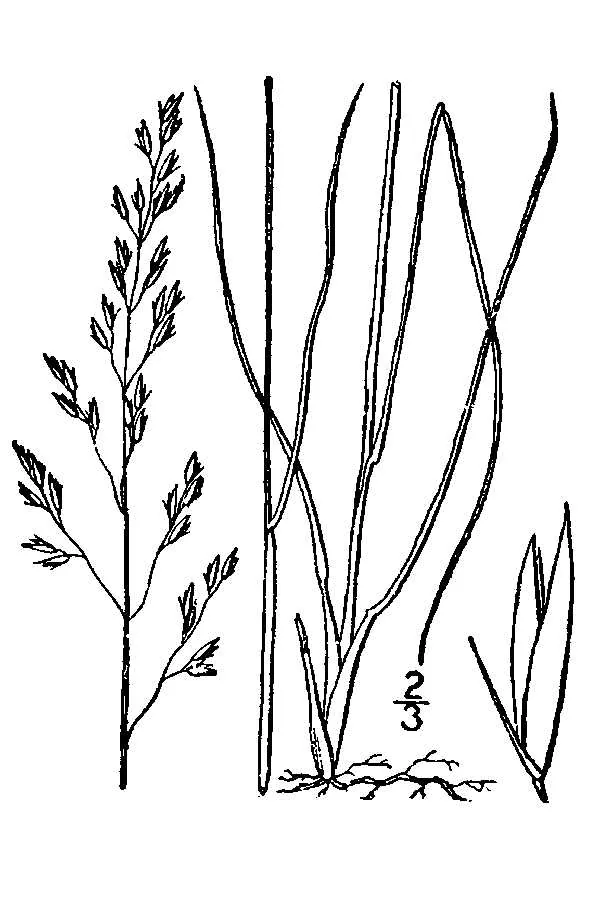 Prairie Dropseed (Sporobolus heterolepis), botanical illustration