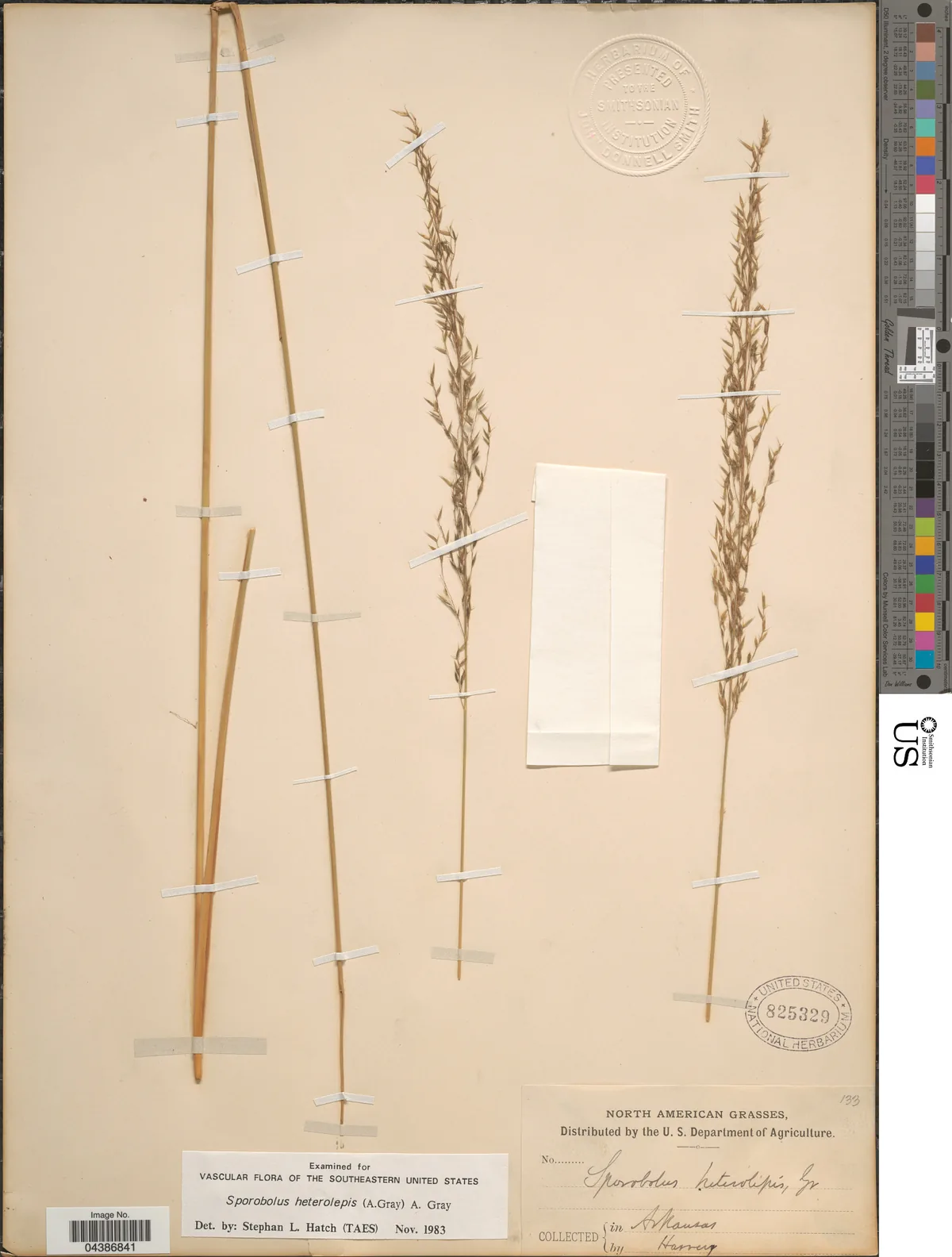 Prairie Dropseed (Sporobolus heterolepis), photograph