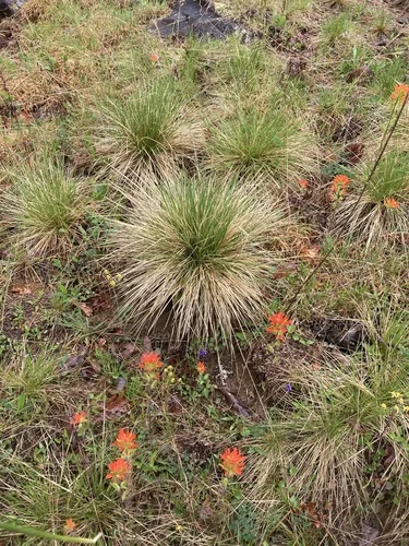 Photo: (c) Hill Craddock, some rights reserved · CC BY · via iNaturalist prairie dropseed (Sporobolus heterolepis), photograph