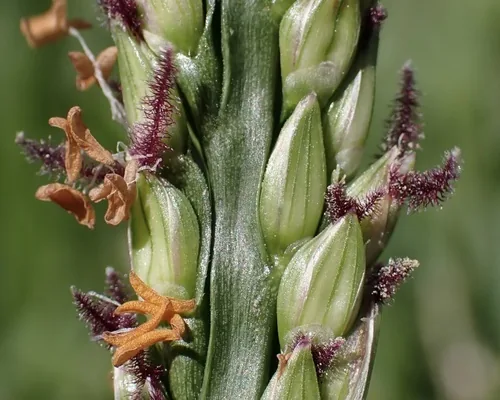 St Augustine Grass (Stenotaphrum secundatum), photograph