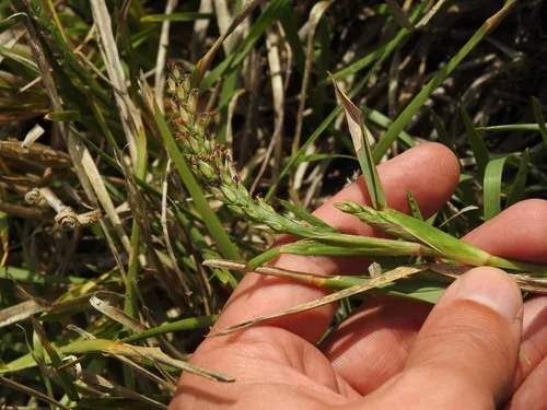 St Augustine Grass (Stenotaphrum secundatum), photograph