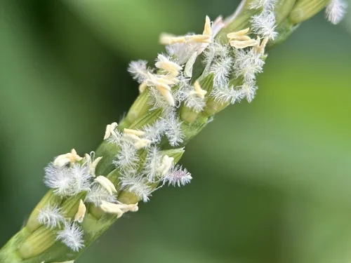 St Augustine Grass (Stenotaphrum secundatum), photograph