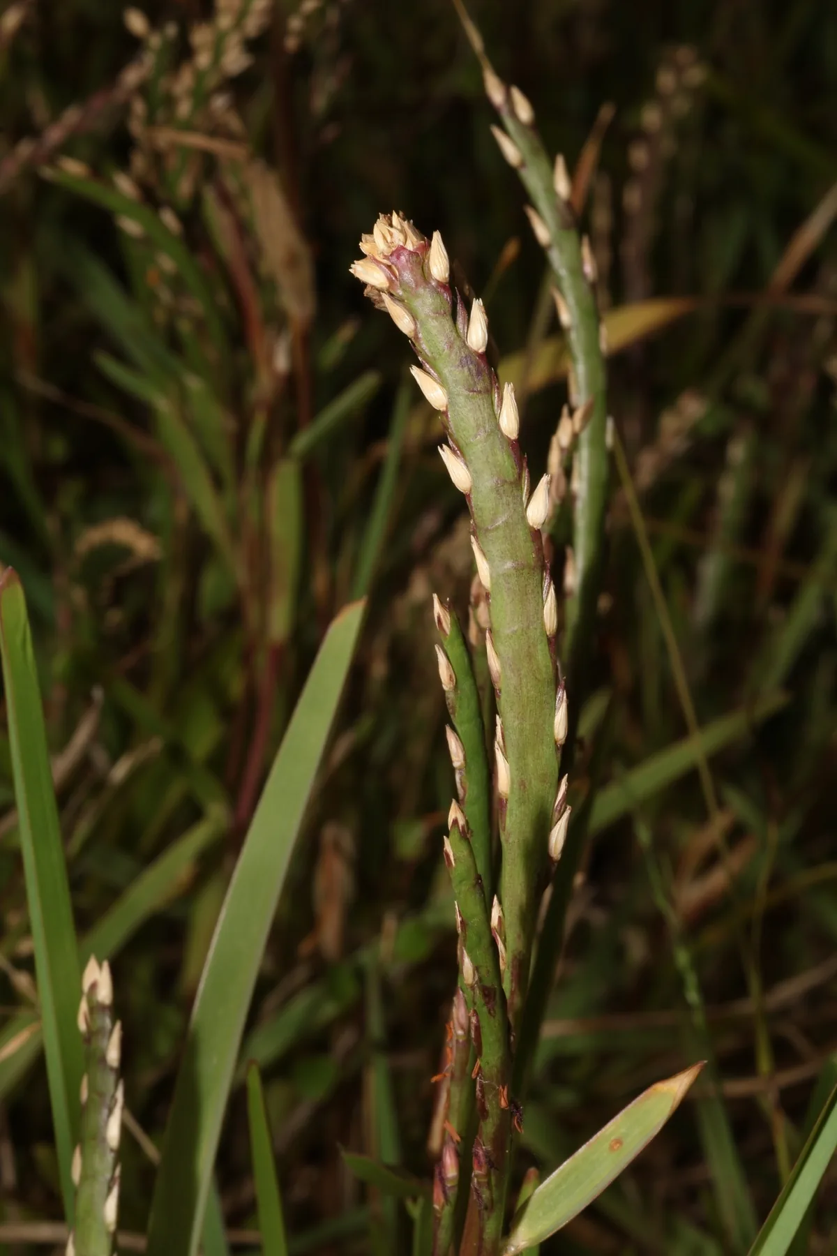 Photo: Andrianl, via iNaturalist · CC BY · via GBIF St. Augustine grass (Stenotaphrum secundatum), photograph