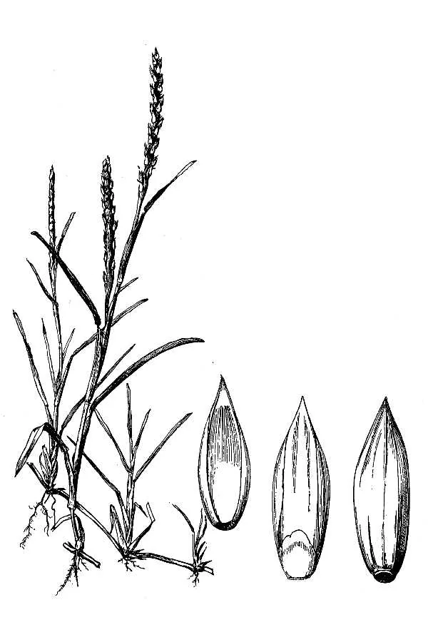 St Augustine Grass (Stenotaphrum secundatum), botanical illustration
