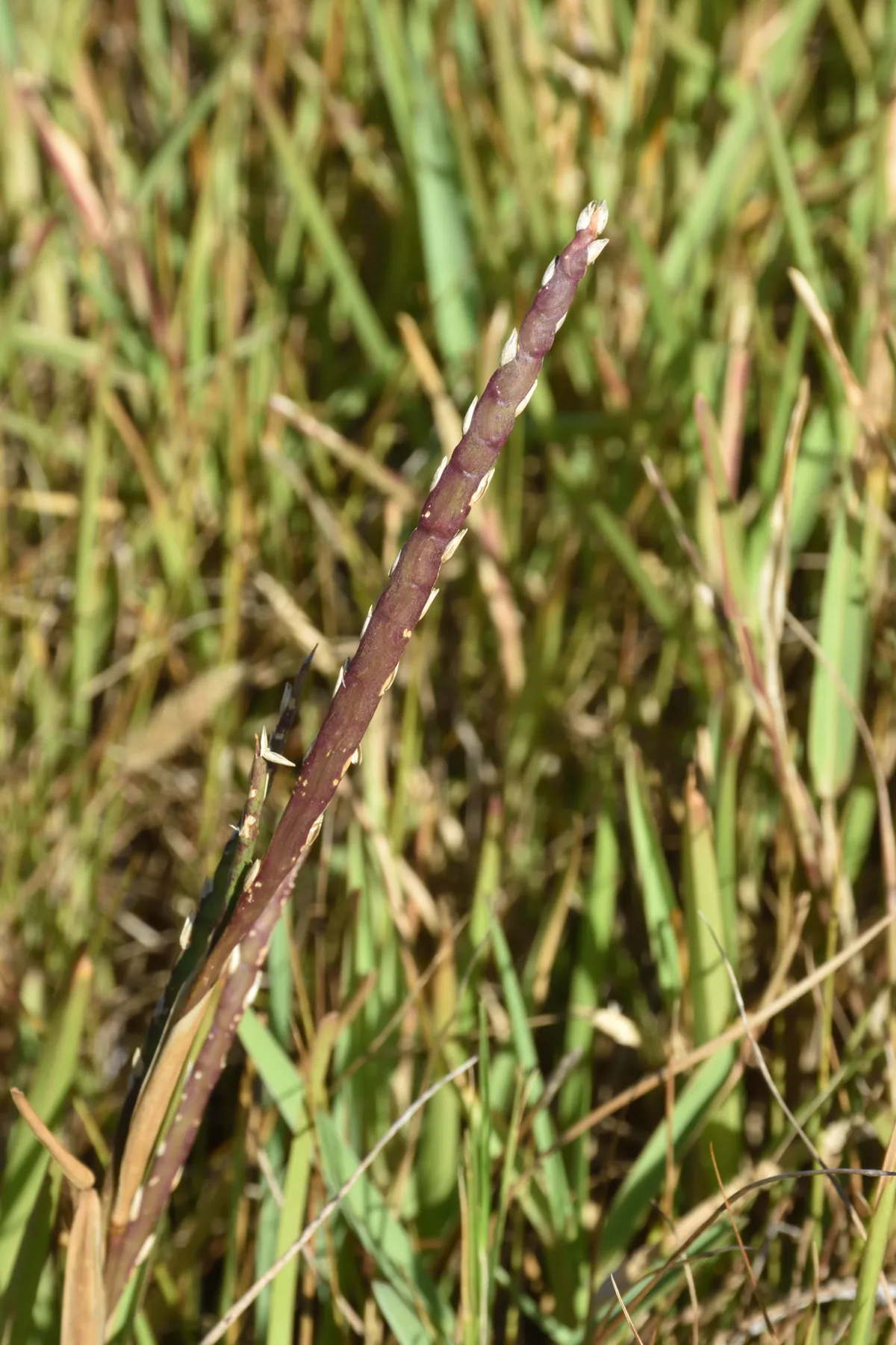 St Augustine Grass (Stenotaphrum secundatum), photograph