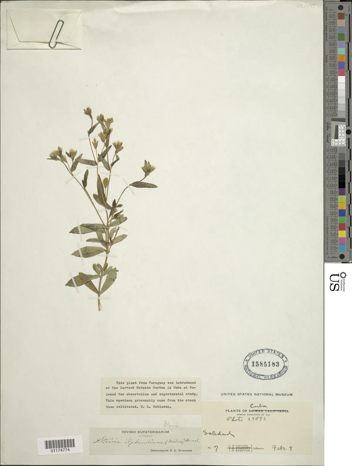 stevia (Stevia rebaudiana), photograph