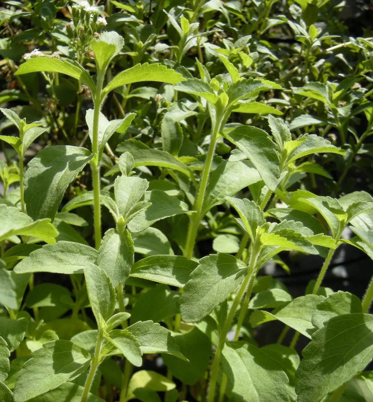 Photo: Ethel Aardvark, , via Wikimedia Commons · CC BY 3.0 · via Wikimedia Commons stevia (Stevia rebaudiana), photograph