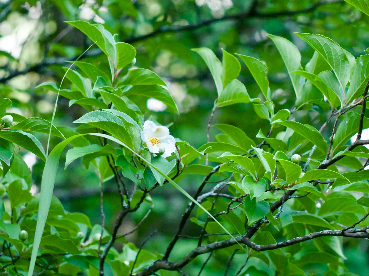 stewartia (Stewartia pseudocamellia), photograph