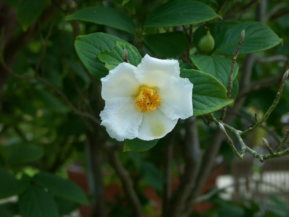 Photo: Mith · CC BY-SA 3.0 · via Wikimedia Commons stewartia (Stewartia pseudocamellia), photograph