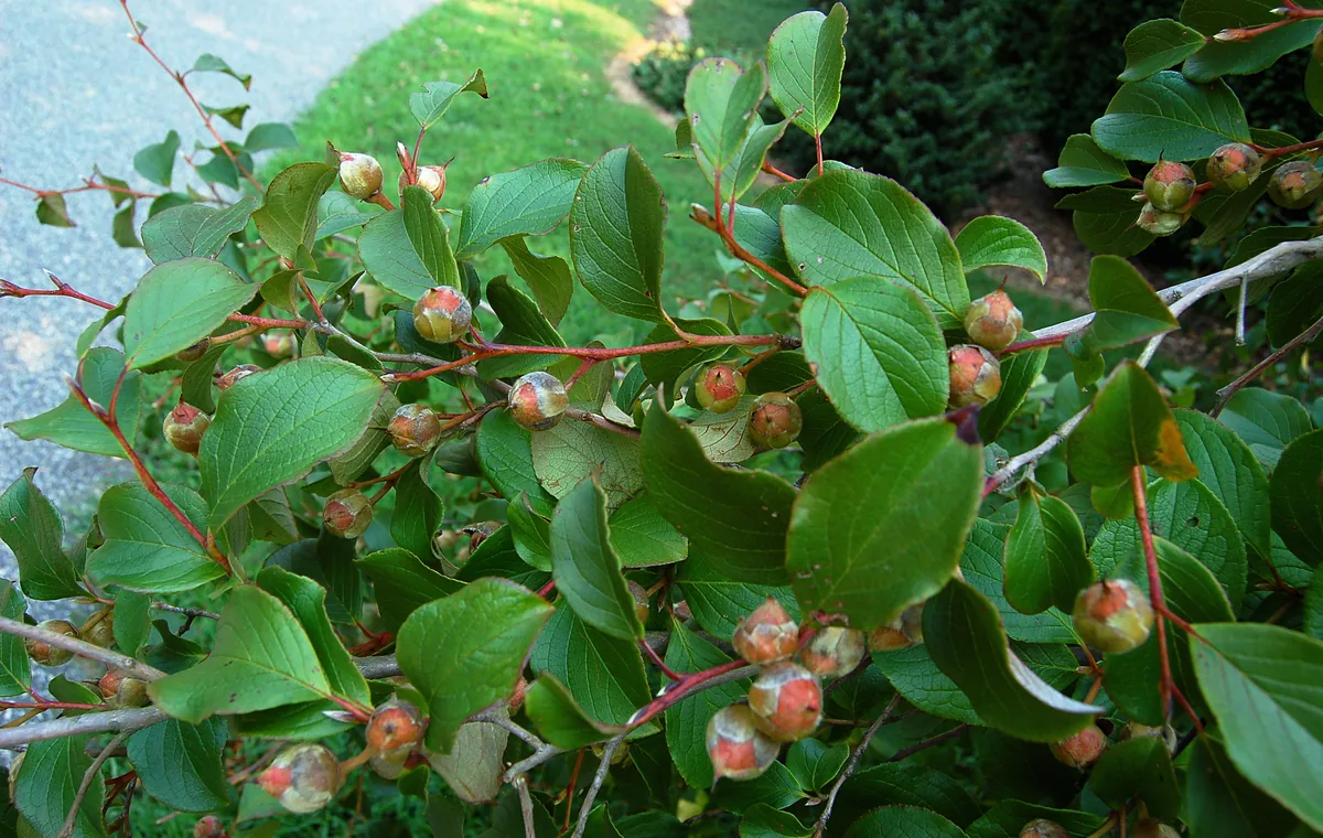stewartia (Stewartia pseudocamellia), photograph